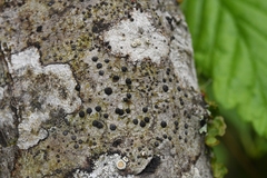 Tephromelataceae