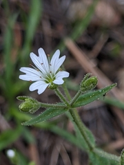 Pseudostellaria jamesiana