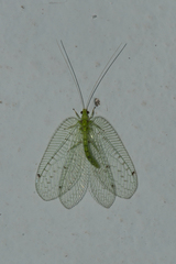 Ankylopteryx
