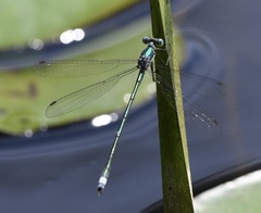 Lestes vigilax