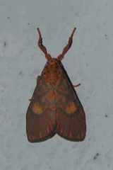 Ammatho cuneonotatus