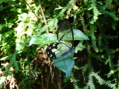 Pseudohaetera hypaesia