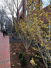 Hamamelis mollis
