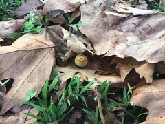Platanaceae