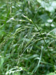 Festuca subulata