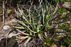 Aloe guillaumetii image