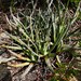 Aloe guillaumetii - Photo (c) feno, some rights reserved (CC BY-NC), uploaded by feno