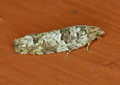 Pseudexentera knudsoni