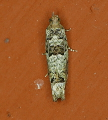 Pseudexentera knudsoni