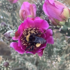 Bombus pensylvanicus