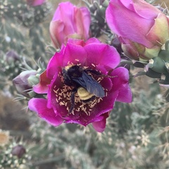 Bombus pensylvanicus