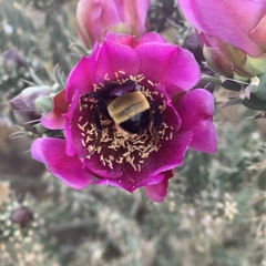 Bombus pensylvanicus