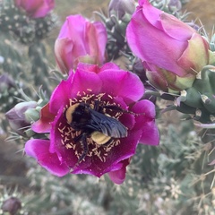Bombus pensylvanicus