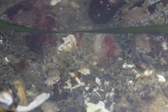 Aulactinia incubans