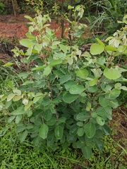 Lespedeza davidii