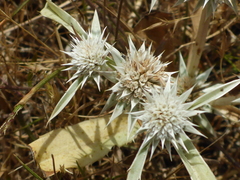 Eryngium armatum