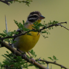 Emberiza flaviventris