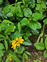 Lysimachia congestiflora