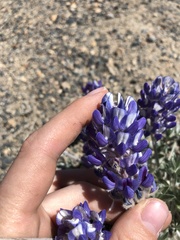 Lupinus duranii