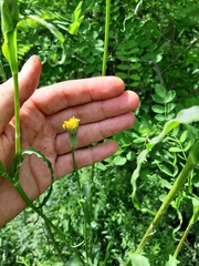 Tragopogon podolicus