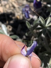 Lupinus duranii