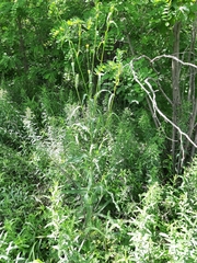 Tragopogon podolicus