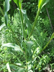 Tragopogon podolicus