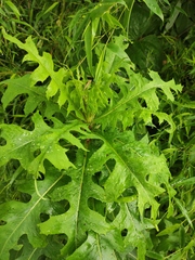 Lactuca formosana