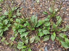 Plantago depressa