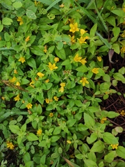 Lysimachia congestiflora