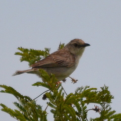 Cisticola natalensis