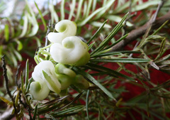 Grevillea juniperina