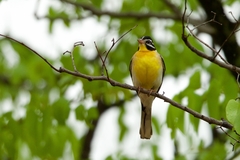 Emberiza flaviventris