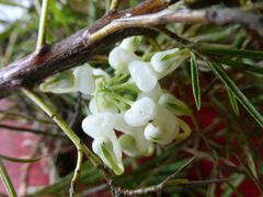 Grevillea juniperina
