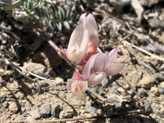 Astragalus monoensis