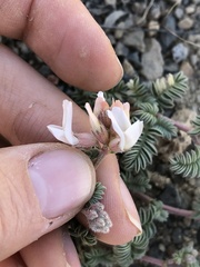 Astragalus monoensis