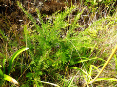 Grevillea juniperina