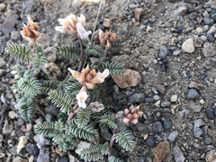 Astragalus monoensis