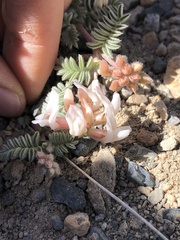 Astragalus monoensis