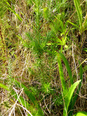 Grevillea juniperina