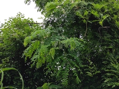 Senna siamea