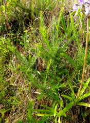 Grevillea juniperina