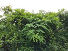 Senna siamea