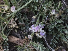 Astragalus lemmonii