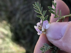Astragalus lemmonii