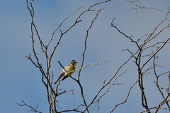 Emberiza flaviventris