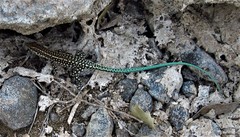 Anatololacerta pelasgiana