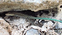 Anatololacerta pelasgiana