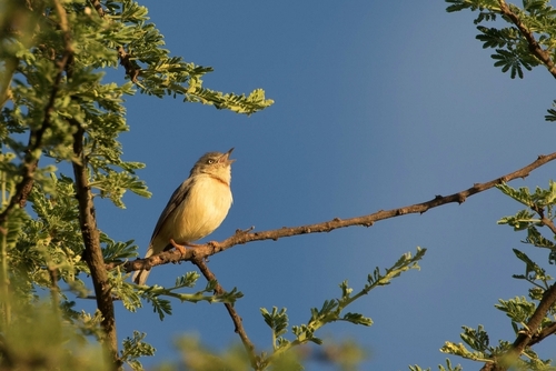 Eremomela usticollis