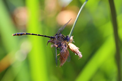 Austrogomphus collaris
